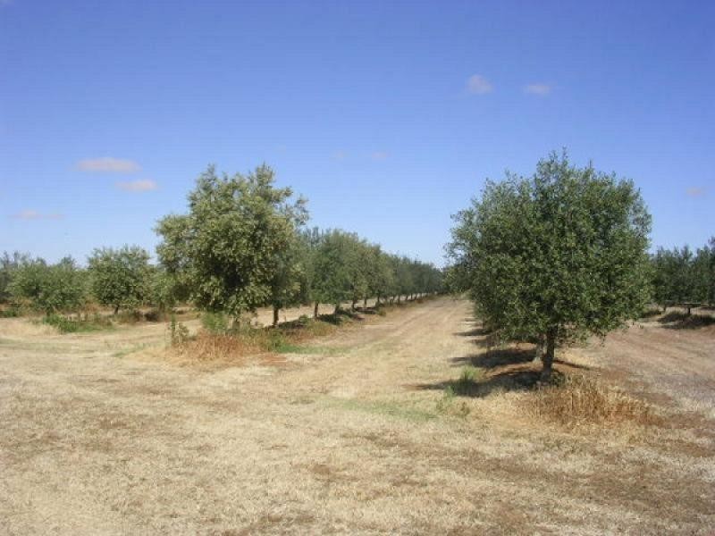 231 FARLEY ROAD, Echuca VIC 3564