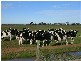 MURRAY VALLEY HIGHWAY, Echuca VIC 3564