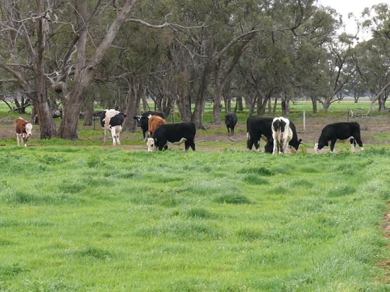 THYRA ROAD, Moama NSW 2731