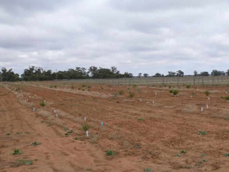 THYRA ROAD, Moama NSW 2731