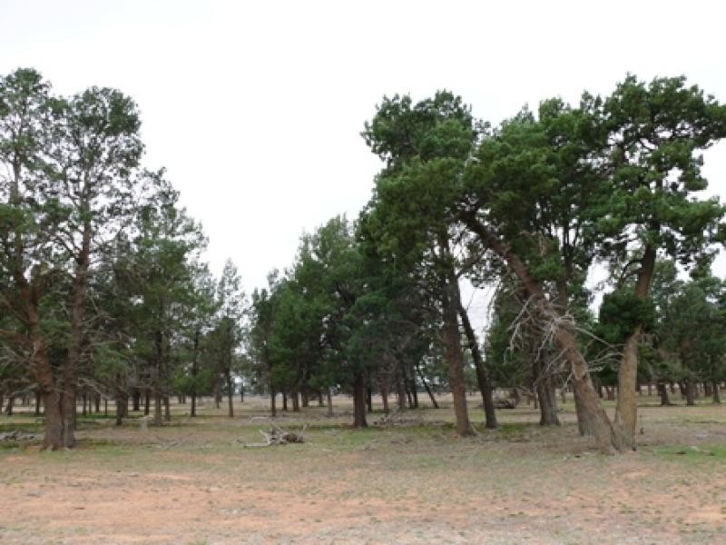 THYRA ROAD, Moama NSW 2731