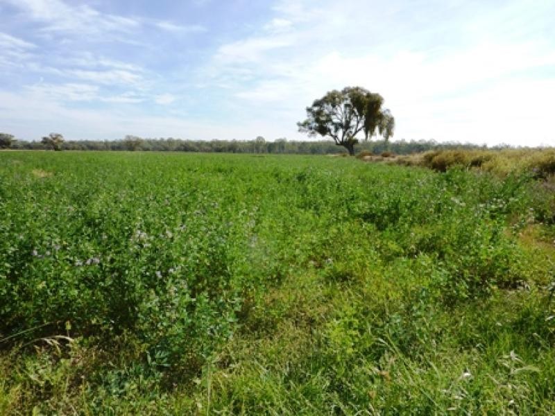 185 Moors Road, Barmah VIC 3639