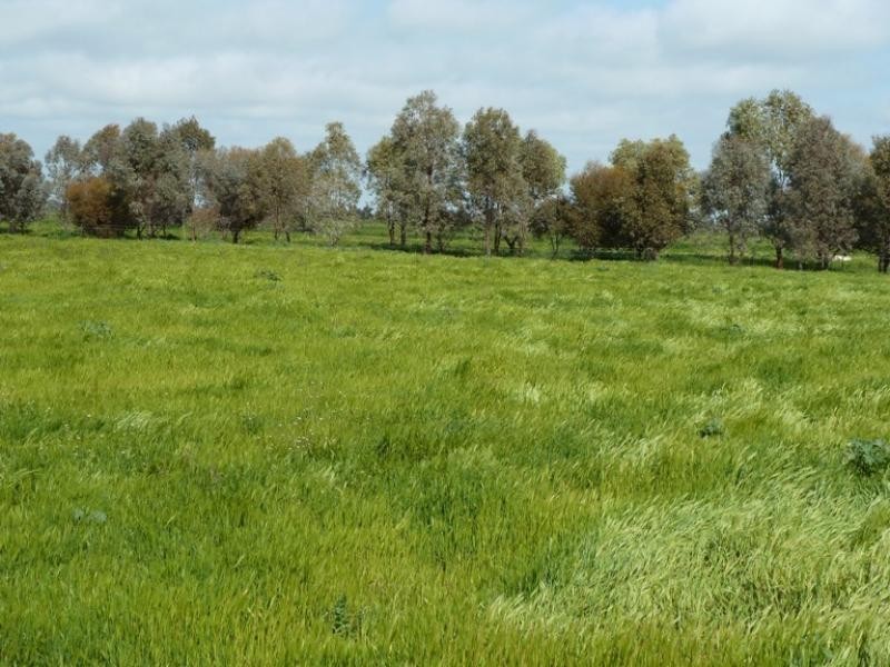 322 Wharparilla Road, Echuca VIC 3564