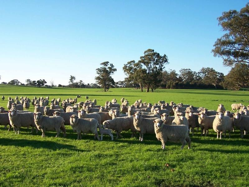 350 Moss Road, Tamleugh North VIC 3669