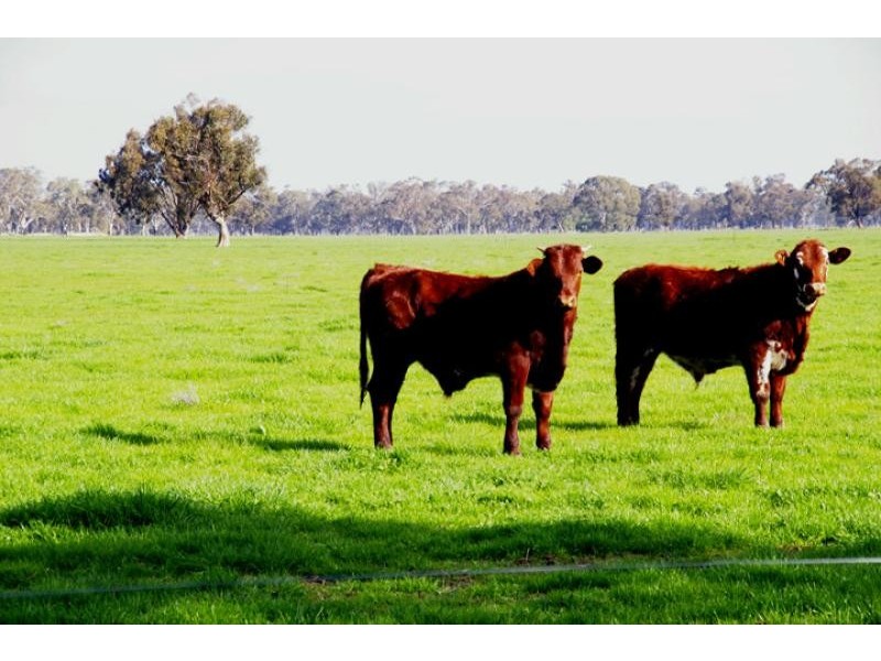 1462 Murchison – Violet Town Road, Arcadia VIC 3631