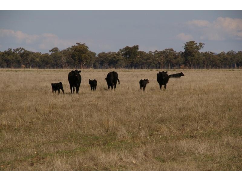 73/ Murchison – Violet Town Road, Molka VIC 3666