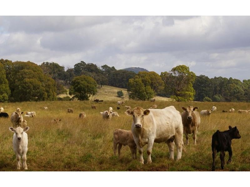 456 bonnie doon road, Strathbogie VIC 3666
