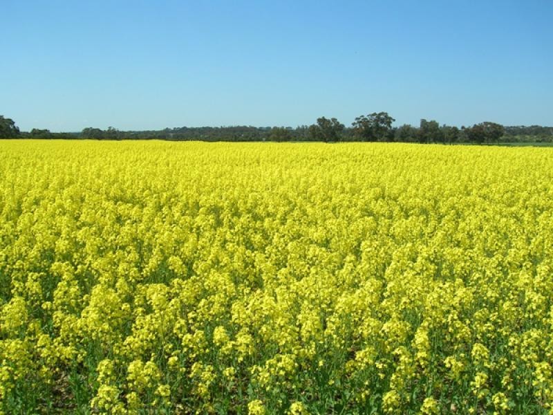 15 Grays Road, Paraparap VIC 3240