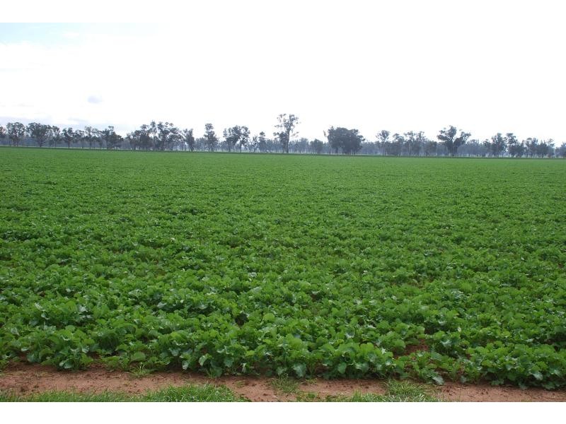 365 Pogues Road, Bunbartha VIC 3634