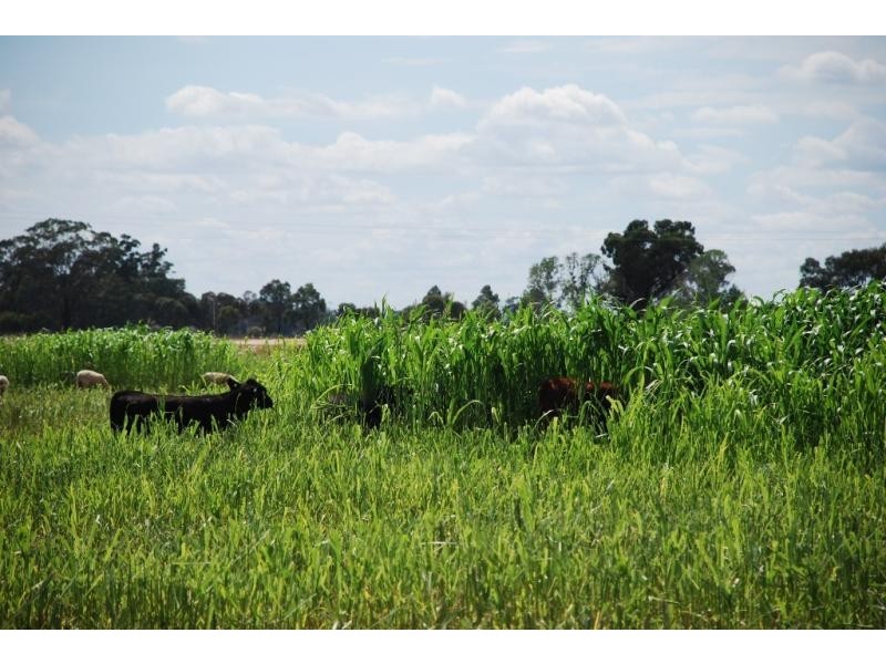 Strathmerton VIC 3641