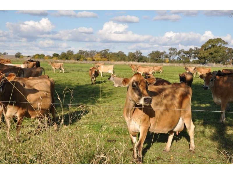 50 Zeerust School Road, Zeerust VIC 3634