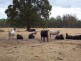 Lot 1 Boyup Brook Donnybrook Rd, Wilga WA 6243