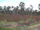 Bridgetown WA 6255