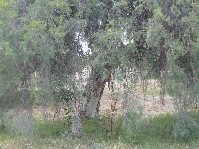 84 PETERS RD, Muchea WA 6501