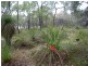 Lot 811 Blue Squill Rd, Lower Chittering WA 6084