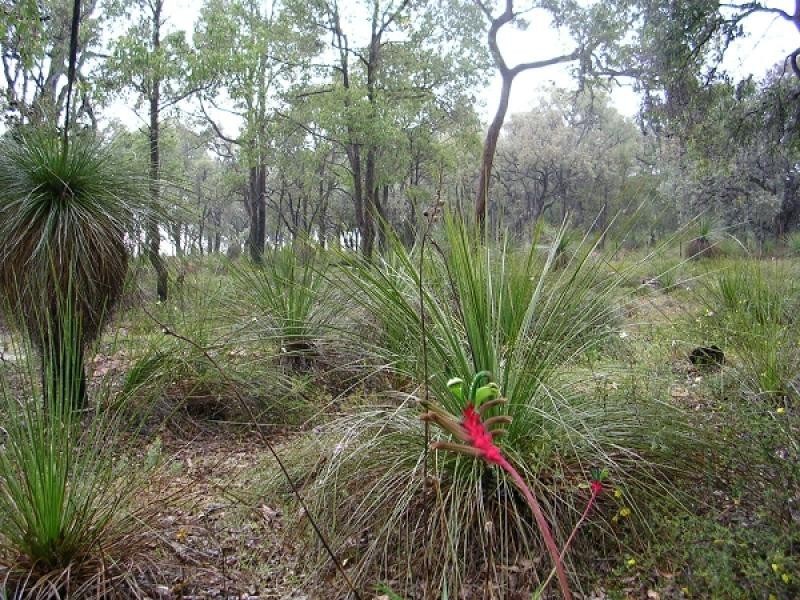 Lot 811 Blue Squill Rd, Lower Chittering WA 6084