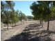 29 Verdelho Pl, Lower Chittering WA 6084