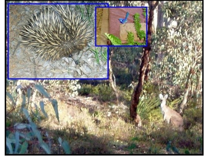 831 CHITTERING RD, Bullsbrook WA 6084