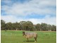 49 Wedgetail Ridge, Bullsbrook WA 6084