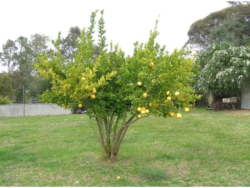 51 Robinson Street, Gingin WA 6503