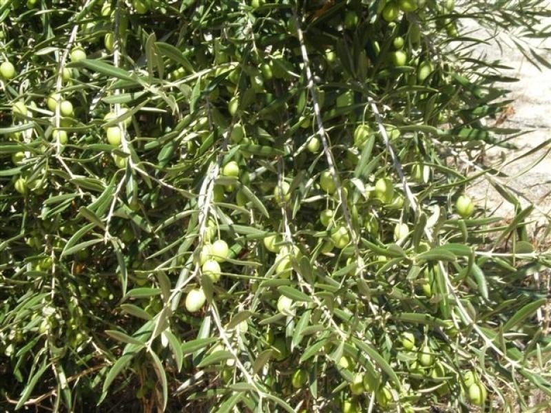 Lot 218 Rangeview Drive, Wanerie WA 6503