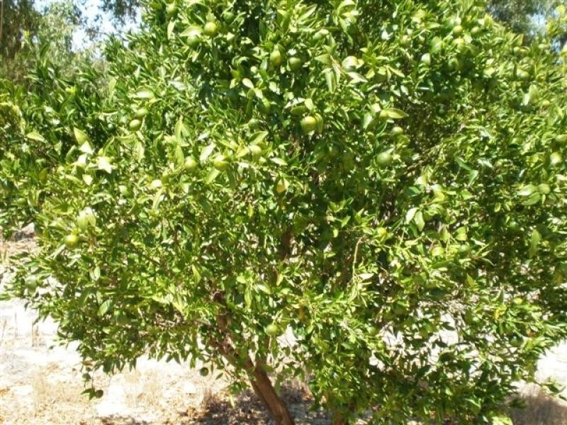 Lot 218 Rangeview Drive, Wanerie WA 6503