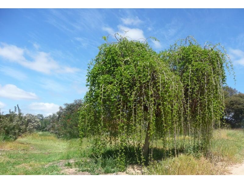 62 Cheriton Rd, Gingin WA 6503