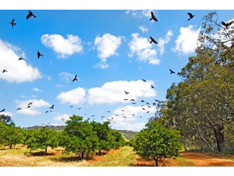 2837 Chittering Rd, Chittering WA 6084