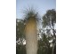 25 Pipe Lily Way, Lower Chittering WA 6084