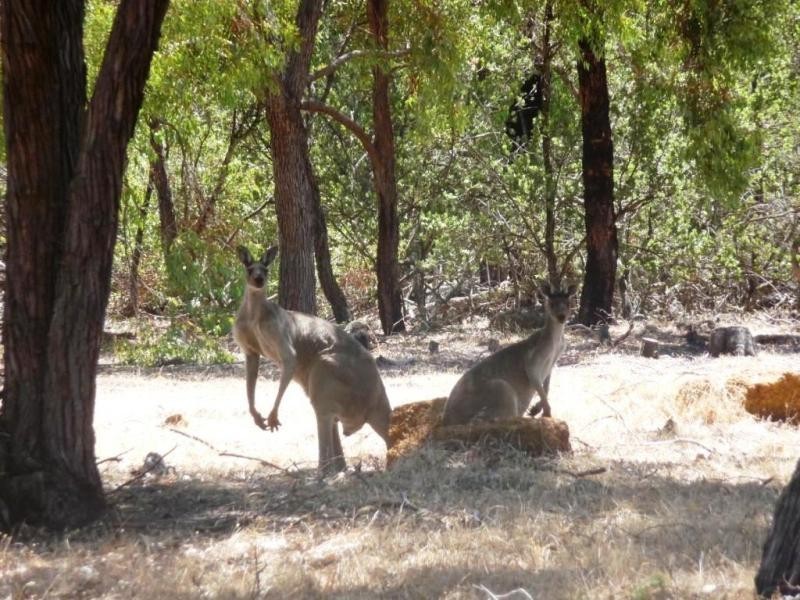 Lot 203 Studmaster View, Bullsbrook WA 6084