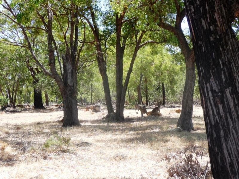 Lot 203 Studmaster View, Bullsbrook WA 6084