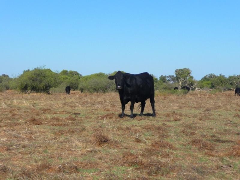 785 Jocks Ave, Beermullah WA 6503