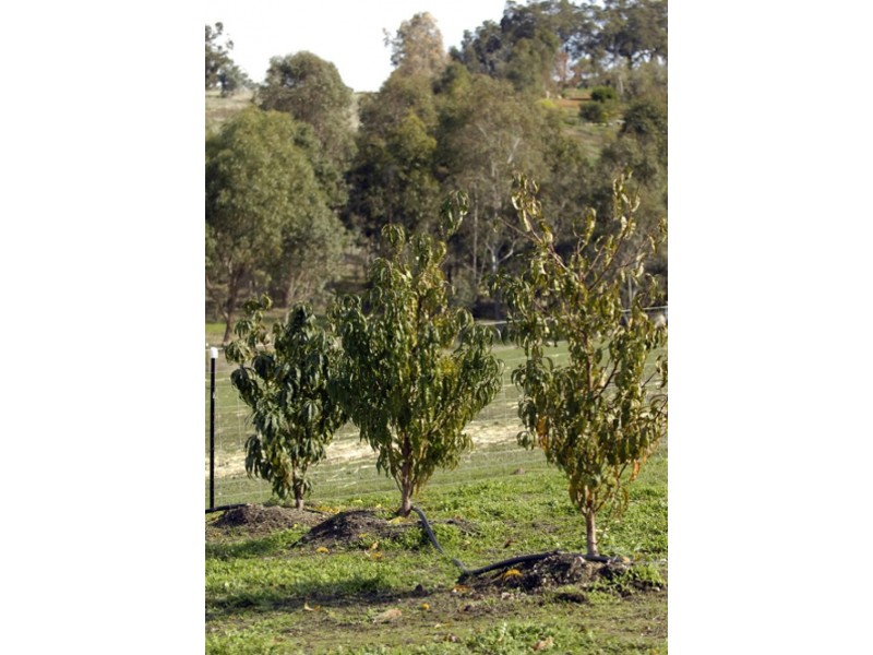 282 Clarkson Road, Bullsbrook WA 6084