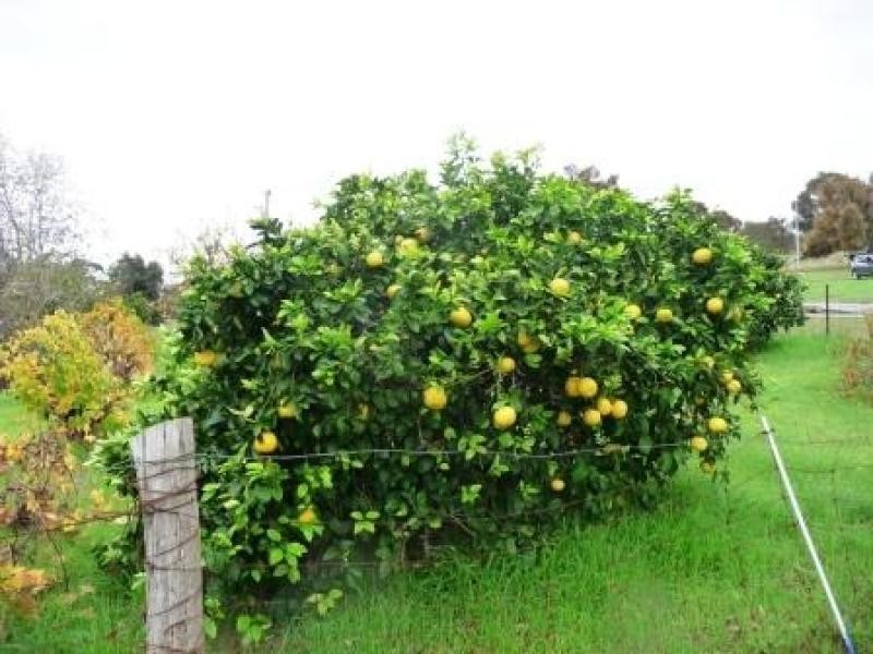 165 Gray Road, Bindoon WA 6502