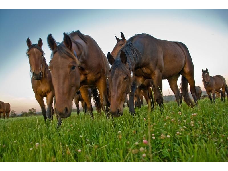 42 Stock Road, Bullsbrook WA 6084