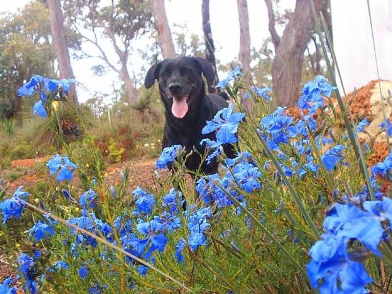 332 Powderbark Road, Lower Chittering WA 6084