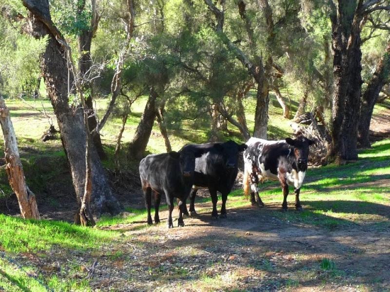 160 Chittering Valley Rd, Lower Chittering WA 6084