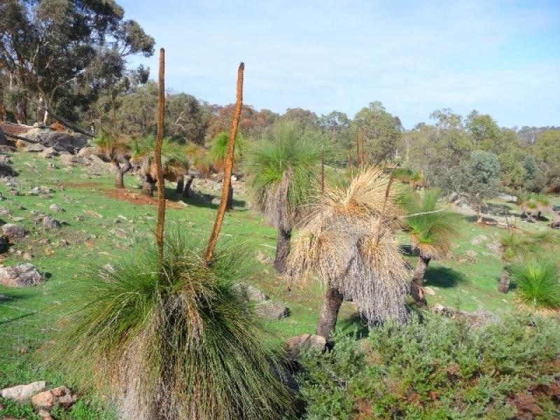 99 Brookvale Mews, Bullsbrook WA 6084