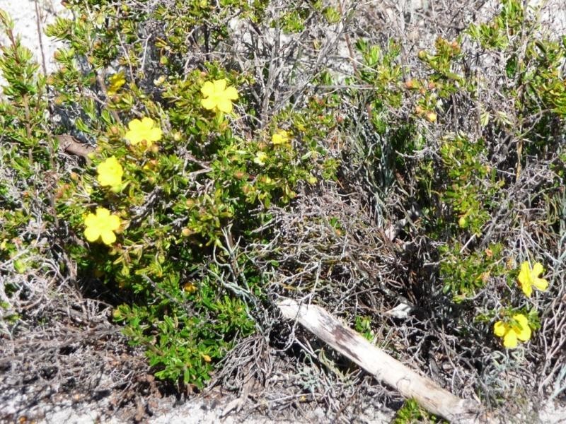 Lot 858/ Sugar Gum Drive, Chittering WA 6084