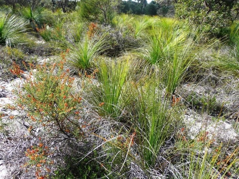 Lot 858/ Sugar Gum Drive, Chittering WA 6084