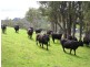 Lot 1 South Branch Road, Thomson Brook WA 6239