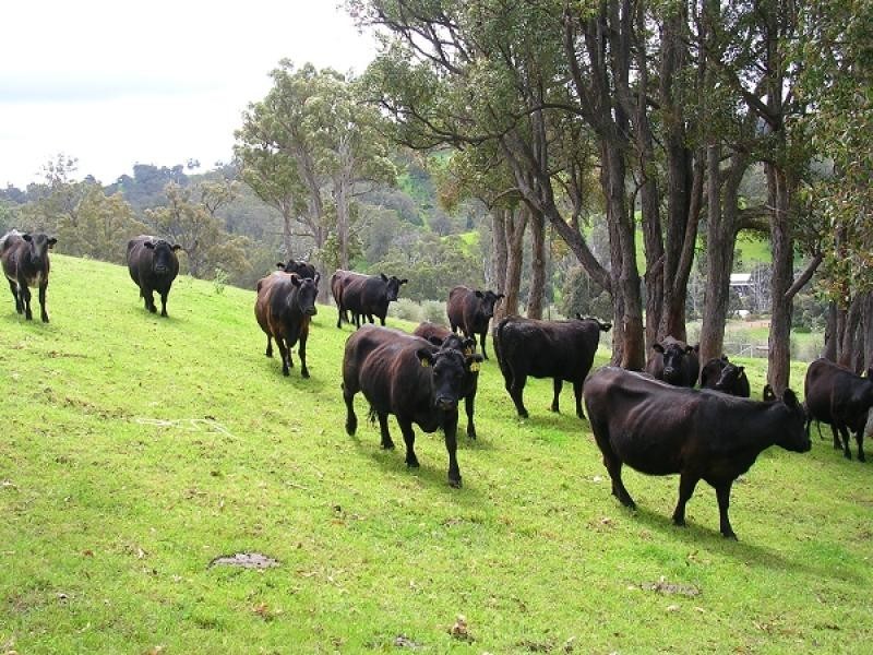 Lot 1 South Branch Road, Thomson Brook WA 6239
