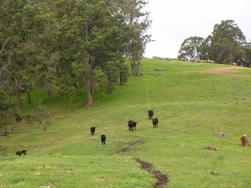 Lot 1 South Branch Road, Thomson Brook WA 6239