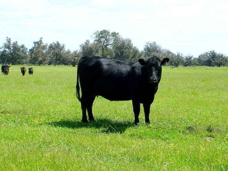 Lot 4 Boyanup West Road, Stratham WA 6237