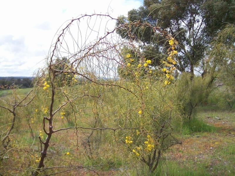 9994 Coalfields Highway, Darkan WA 6392