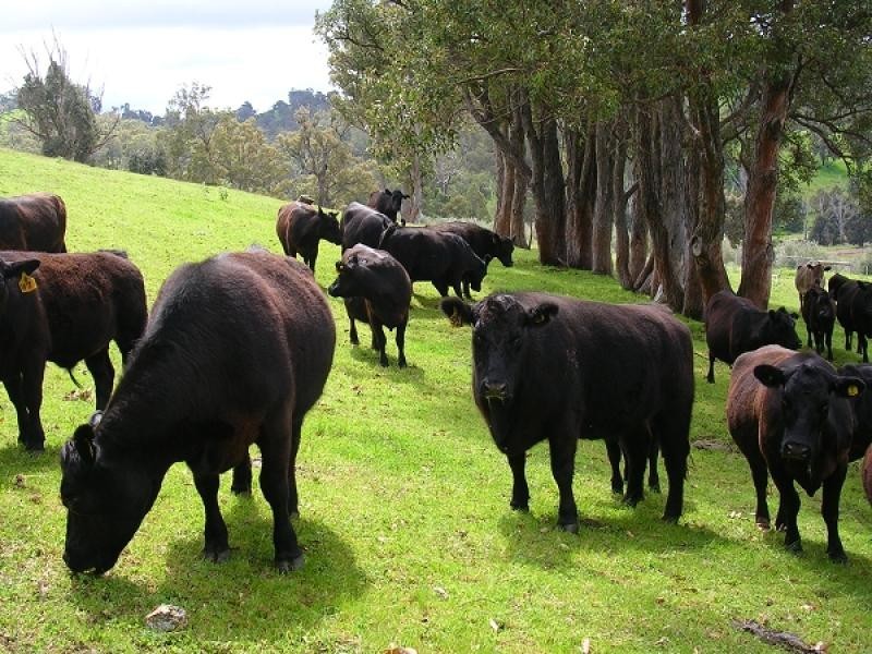 Lot 1 Brookhampton Road, Thomson Brook WA 6239