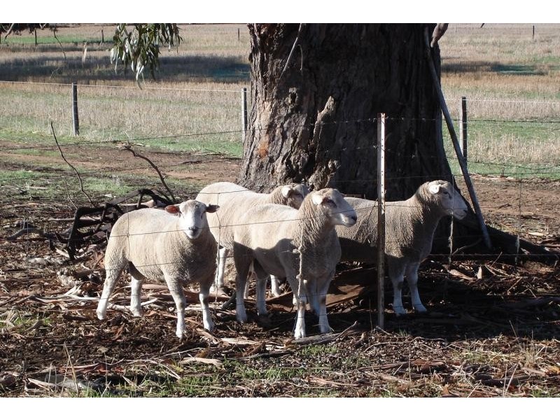 Lot 973/202 Curtis Road, Narrogin WA 6312