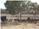 Lot 1566, 1566 Goomalling Toodyay Road, Wongamine WA 6401