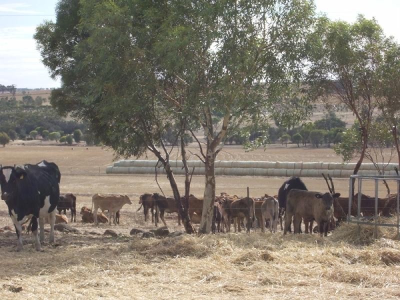 Lot 1566, 1566 Goomalling Toodyay Road, Wongamine WA 6401