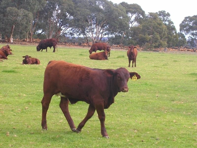 Lot 27706/957 Wambyn Rd, York WA 6302